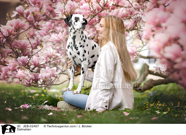 Dalmatiner / Dalmatian / JEB-02467