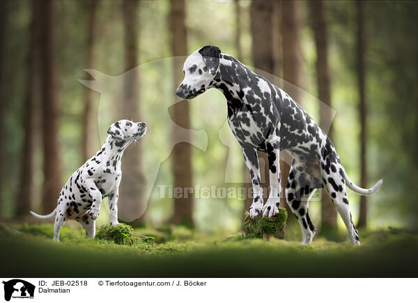Dalmatiner / Dalmatian / JEB-02518