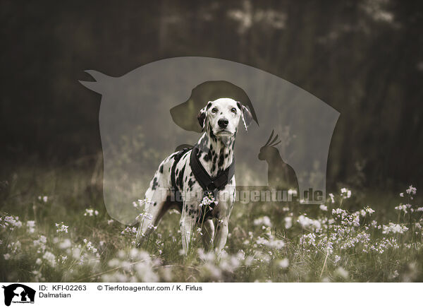 Dalmatiner / Dalmatian / KFI-02263