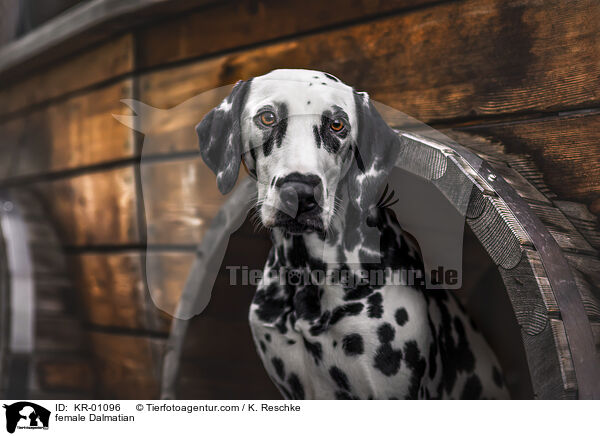 female Dalmatian / KR-01096