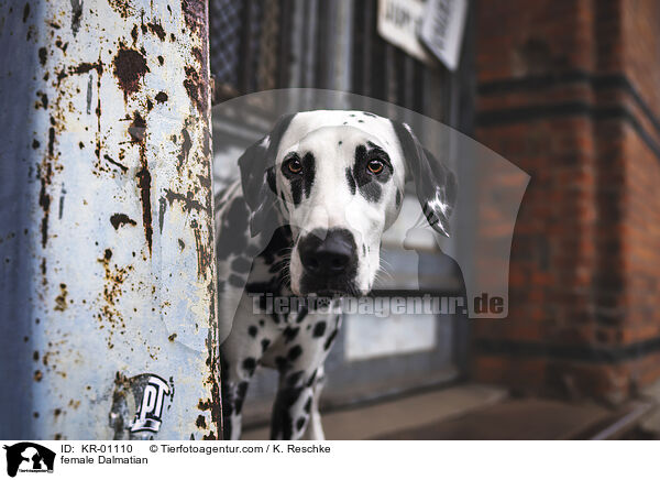Dalmatiner Hndin / female Dalmatian / KR-01110
