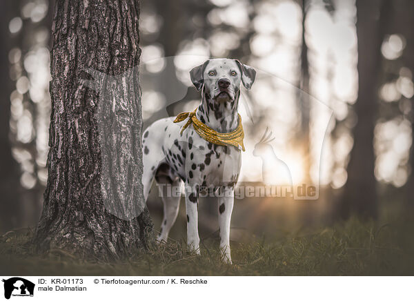 male Dalmatian / KR-01173