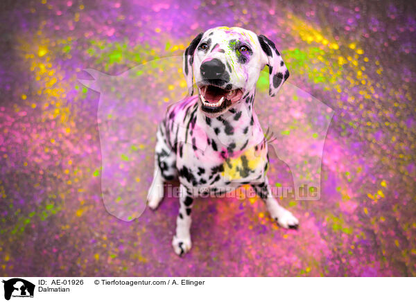 Dalmatian / AE-01926