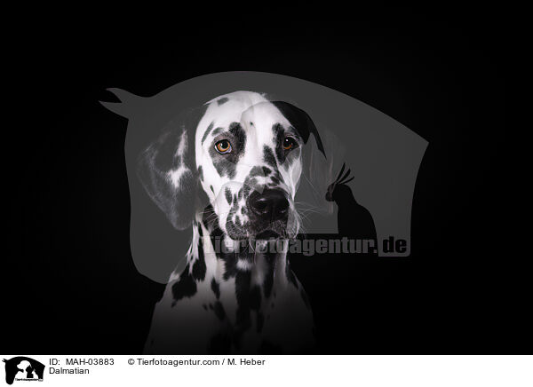 Dalmatiner / Dalmatian / MAH-03883