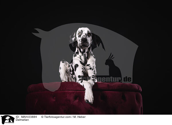 Dalmatiner / Dalmatian / MAH-03884