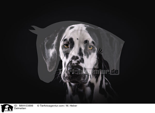 Dalmatian / MAH-03886