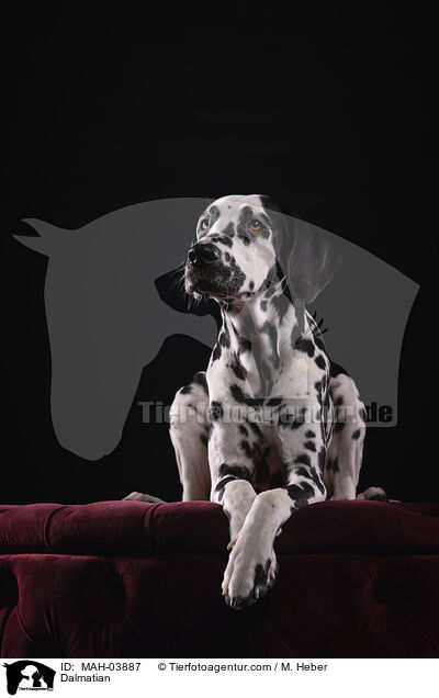 Dalmatiner / Dalmatian / MAH-03887
