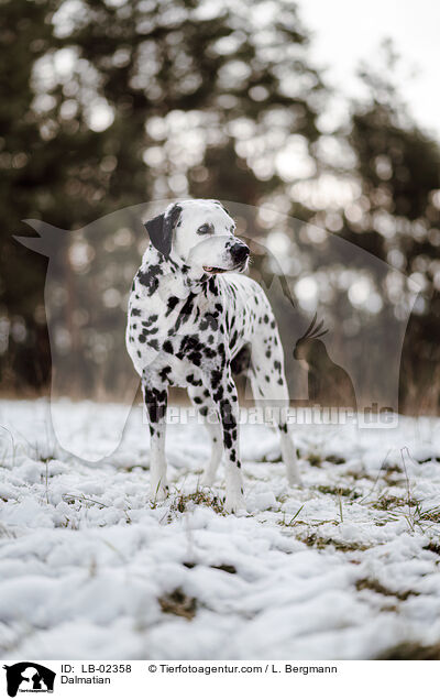 Dalmatian / LB-02358