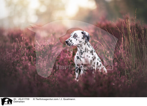 Dalmatian / JQ-01709