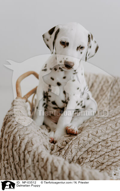 Dalmatian Puppy / NP-03512