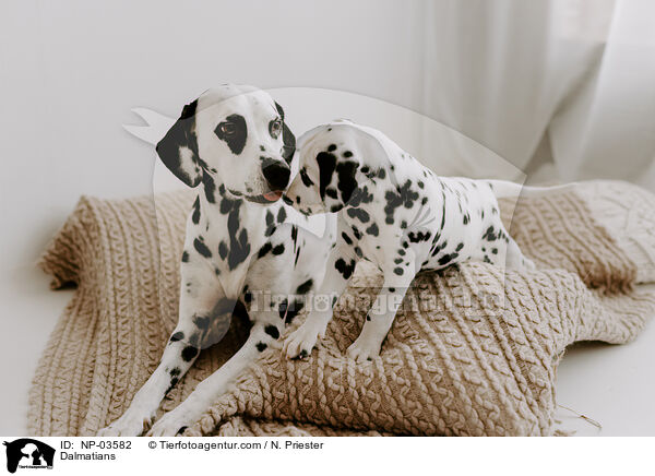 Dalmatiner / Dalmatians / NP-03582