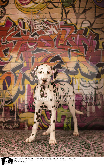 Dalmatian / JAM-05469