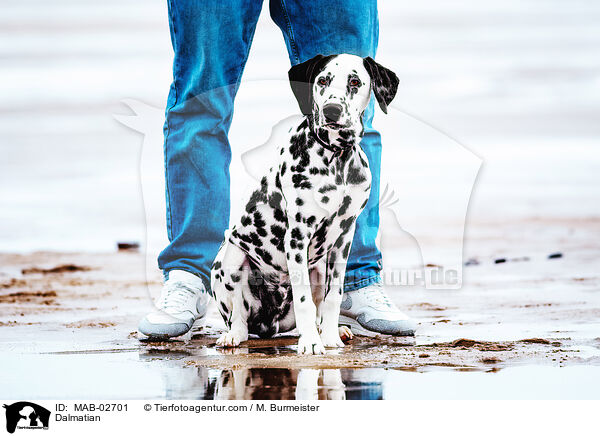Dalmatiner / Dalmatian / MAB-02701