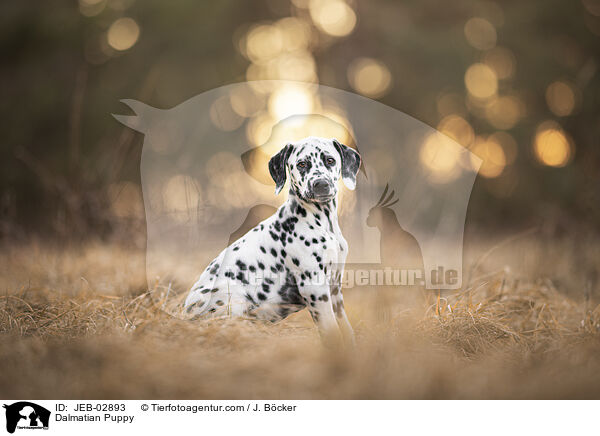 Dalmatiner Welpe / Dalmatian Puppy / JEB-02893