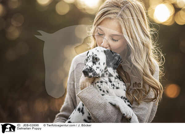 Dalmatiner Welpe / Dalmatian Puppy / JEB-02896