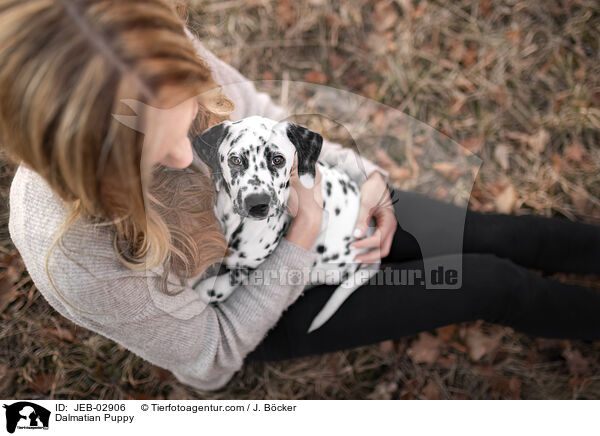 Dalmatiner Welpe / Dalmatian Puppy / JEB-02906