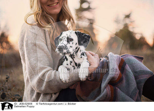 Dalmatiner Welpe / Dalmatian Puppy / JEB-02908