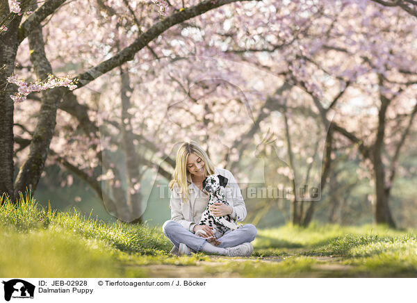 Dalmatiner Welpe / Dalmatian Puppy / JEB-02928
