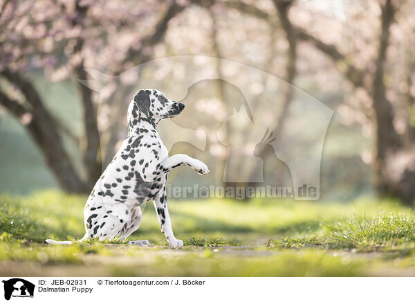 Dalmatian Puppy / JEB-02931