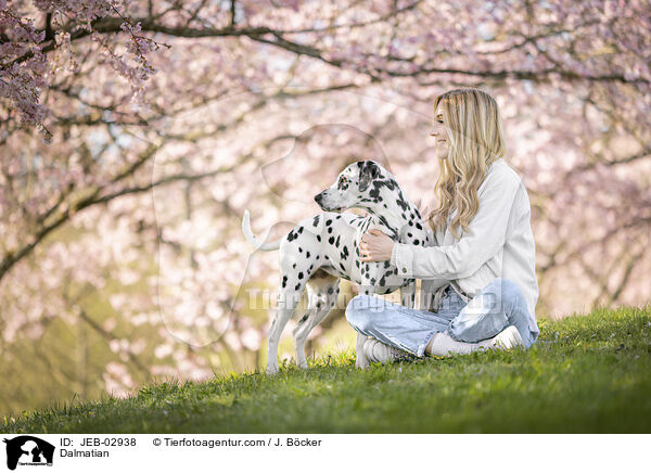 Dalmatian / JEB-02938