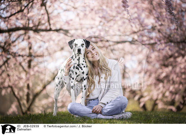 Dalmatiner / Dalmatian / JEB-02939