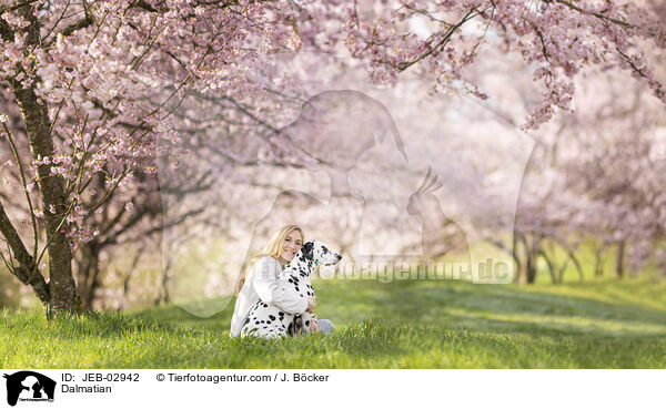 Dalmatiner / Dalmatian / JEB-02942