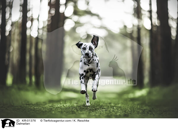 Dalmatian / KR-01376