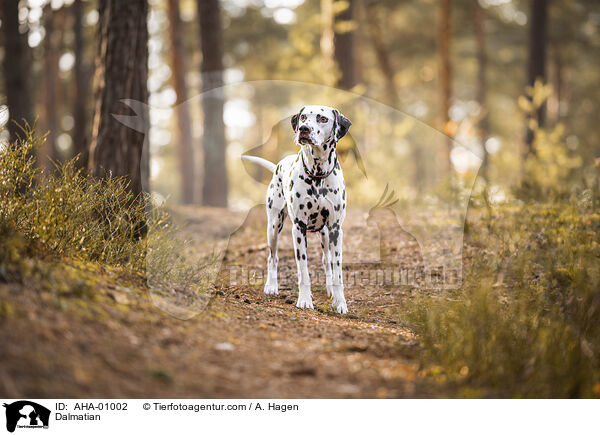 Dalmatian / AHA-01002