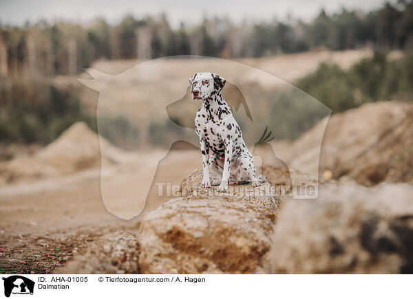 Dalmatian / AHA-01005