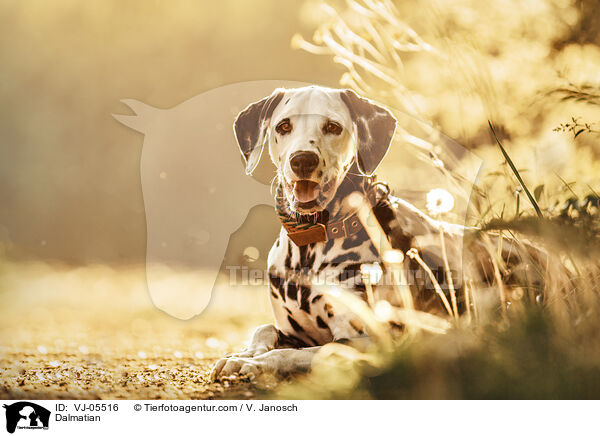 Dalmatiner / Dalmatian / VJ-05516