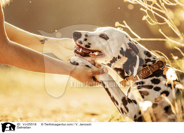 Dalmatiner / Dalmatian / VJ-05518