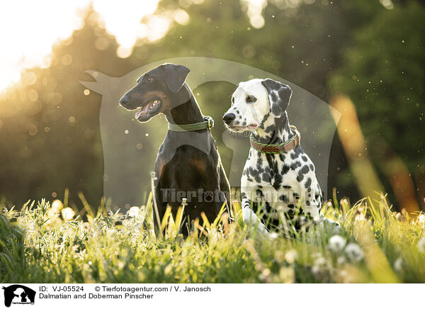Dalmatiner und Dobermann / Dalmatian and Doberman Pinscher / VJ-05524