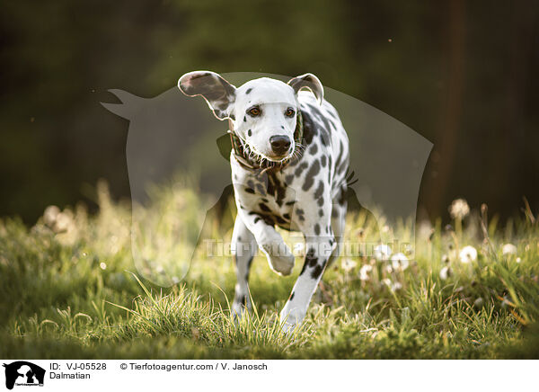 Dalmatiner / Dalmatian / VJ-05528