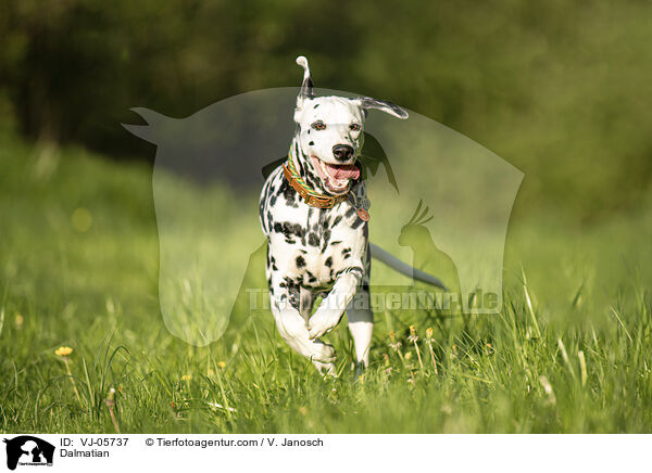 Dalmatiner / Dalmatian / VJ-05737