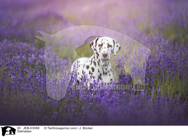 Dalmatiner / Dalmatian / JEB-03068
