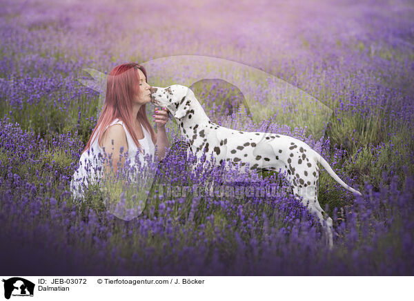 Dalmatiner / Dalmatian / JEB-03072