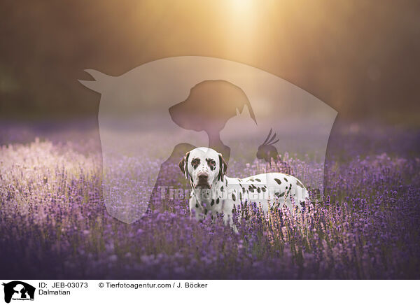 Dalmatiner / Dalmatian / JEB-03073