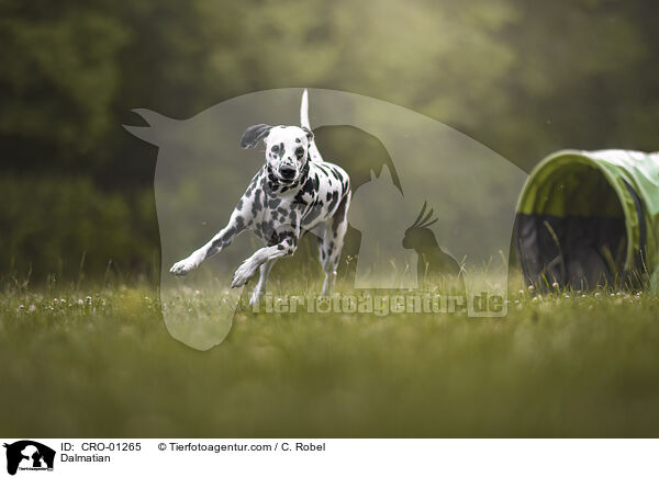 Dalmatiner / Dalmatian / CRO-01265