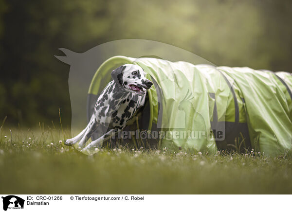 Dalmatiner / Dalmatian / CRO-01268