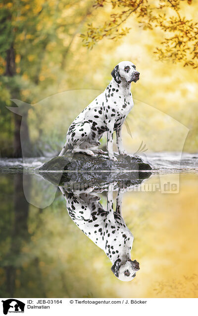 Dalmatiner / Dalmatian / JEB-03164