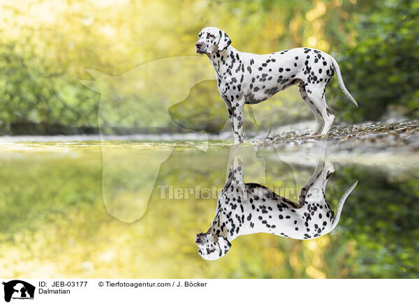 Dalmatiner / Dalmatian / JEB-03177