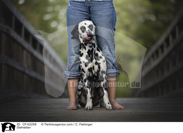 Dalmatiner / Dalmatian / CF-02256