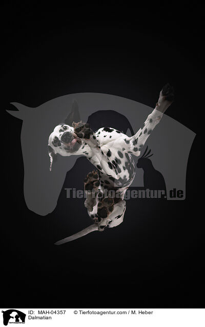 Dalmatiner / Dalmatian / MAH-04357