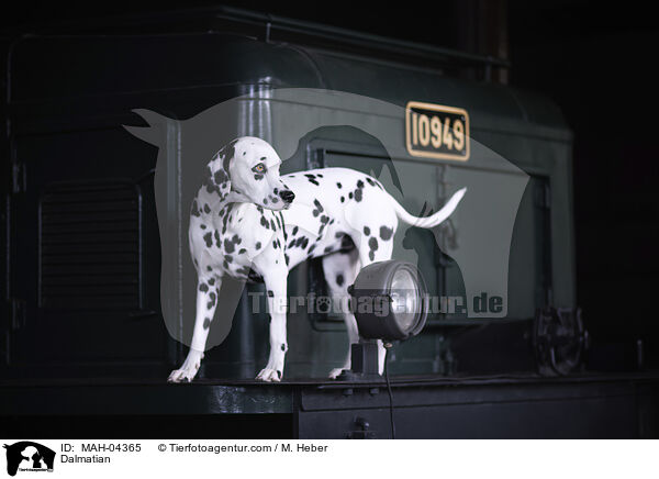 Dalmatiner / Dalmatian / MAH-04365