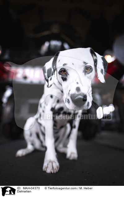 Dalmatiner / Dalmatian / MAH-04370