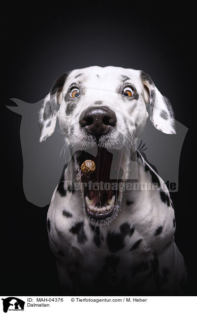 Dalmatiner / Dalmatian / MAH-04376