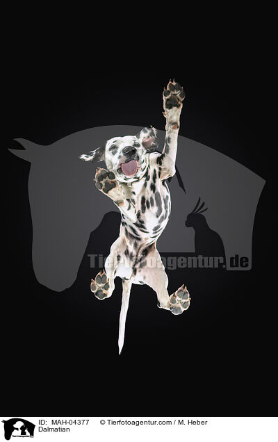 Dalmatiner / Dalmatian / MAH-04377