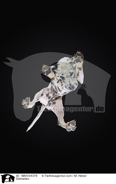 Dalmatiner / Dalmatian / MAH-04378