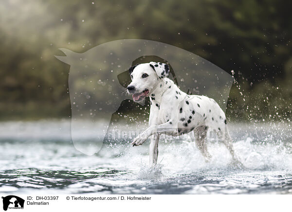 Dalmatiner / Dalmatian / DH-03397