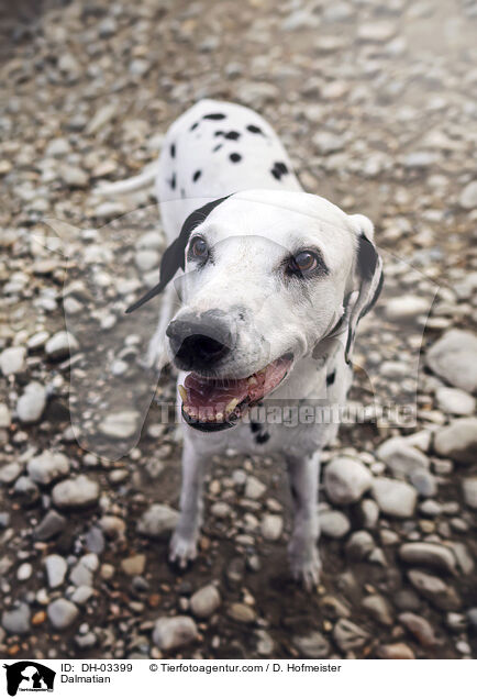 Dalmatian / DH-03399